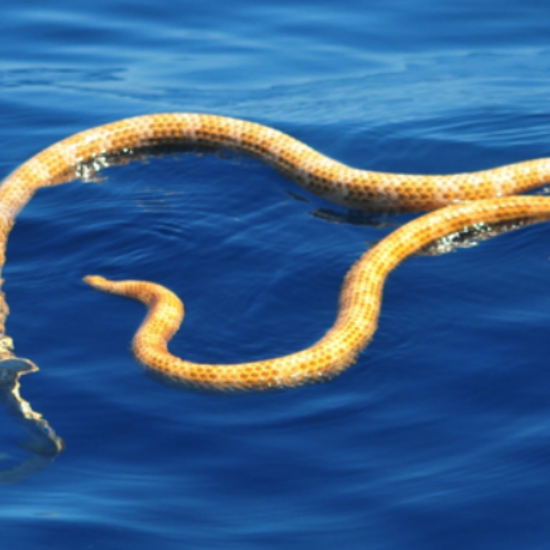 Extinct Snake Reappears and Poisonous Snake Moves North