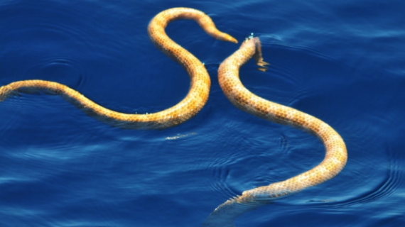 short nose sea snakes 570x320