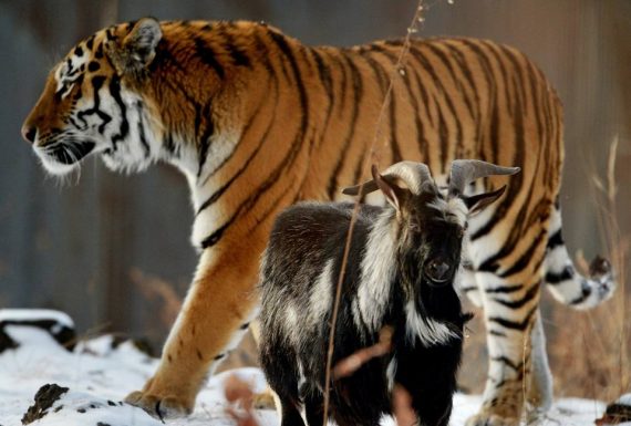 tiger and goat  570x385