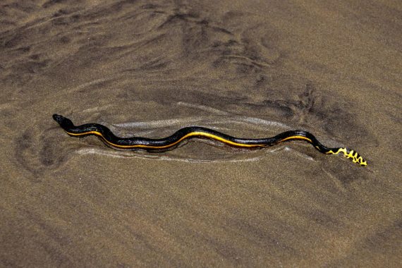 yelow bellied sea snake 570x380