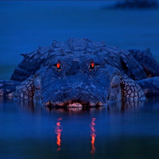 The Tale of Two-Toed Tom, the Demon Gator