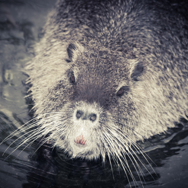 The Curious Tale of the “Giant Guinea-Pigs”