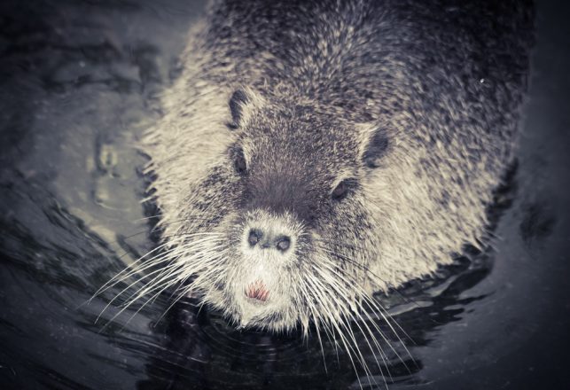 The Curious Tale of the “Giant Guinea-Pigs”