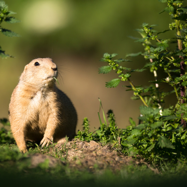 A “Strange Animal” In The UK