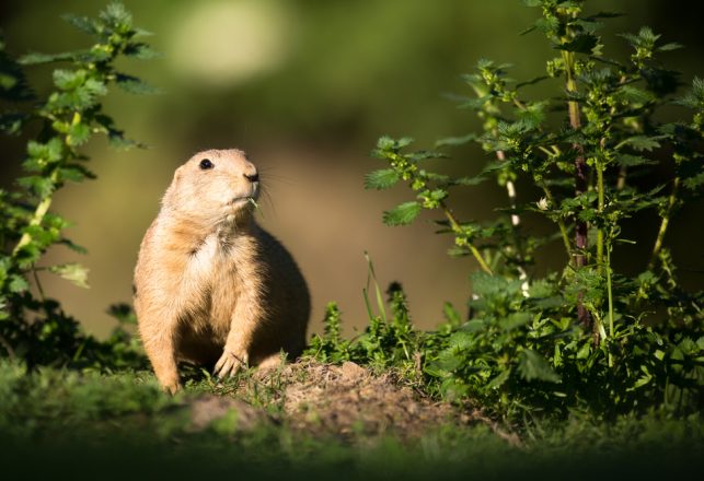 A “Strange Animal” In The UK