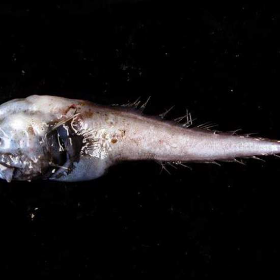 Weird Fish Has Tiny Brain, Big Mouth and an Appropriate Name