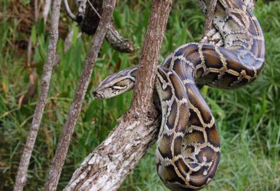 burmese pythons everglades invasive species 31112 570x388