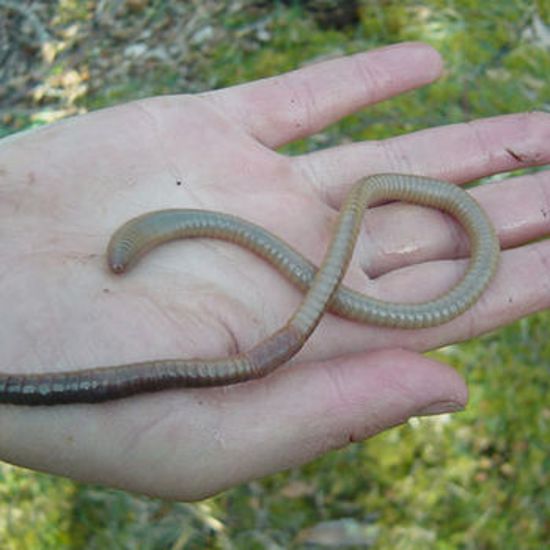 Giant Earthworms Found on Remote Scottish Island