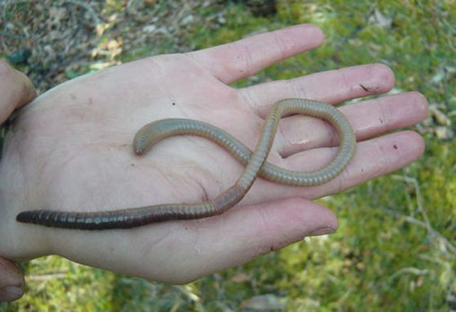 Giant Earthworms Found on Remote Scottish Island