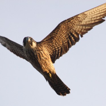 This Falcon Imprisons Live Birds for Future Meals