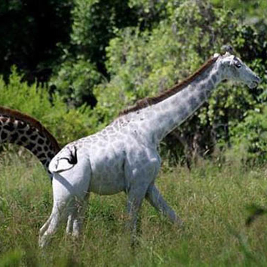 Extremely Rare White Giraffe Spotted in Tanzania