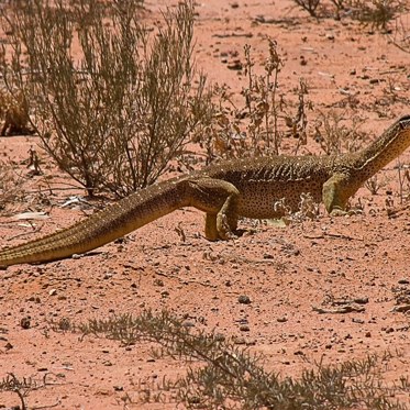 Giant Monitor Lizards Taught to Avoid Eating Toxic Toads