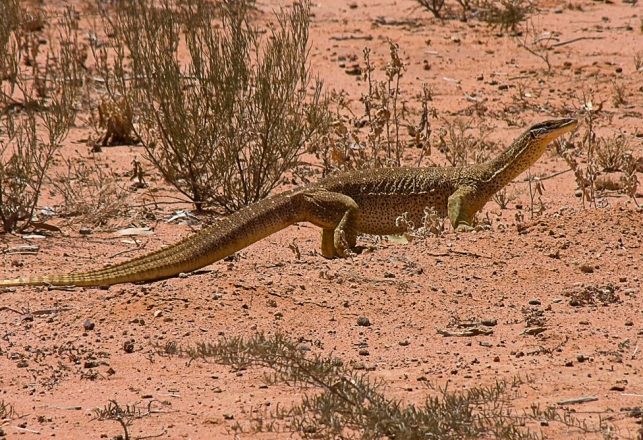 Giant Monitor Lizards Taught to Avoid Eating Toxic Toads