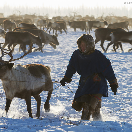 Russian Oil Scientists Blame Siberian Craters on Reindeer
