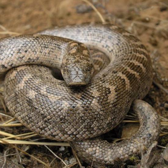 Rare Snake Used as Weapon by Ancient Greeks Found in Sicily