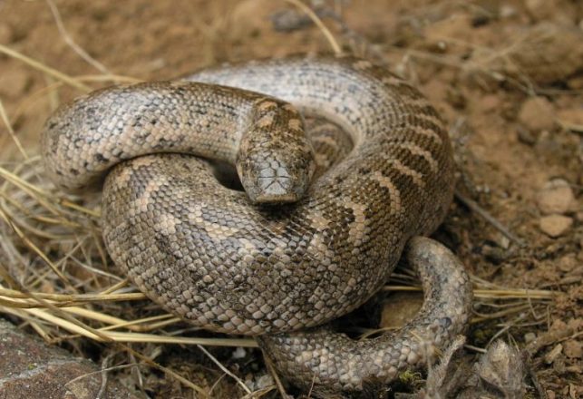 Rare Snake Used as Weapon by Ancient Greeks Found in Sicily