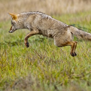 Magic Mushrooms May Turn Coyotes Into Stoned Car Chasers