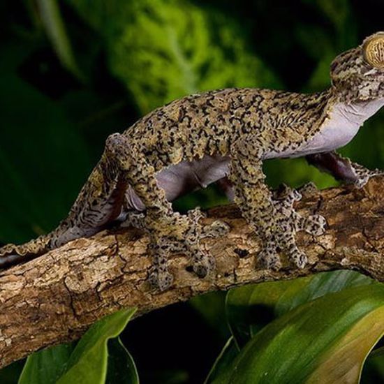 Poachers Use Science Journals to Poach New and Rare Species