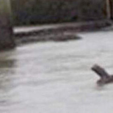 The Barmouth Monster May Have Returned to Wales