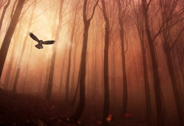 The Messengers: UFOs, Owls and Synchronicity