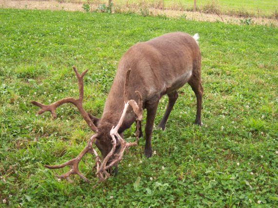 reindeer eating 570x428