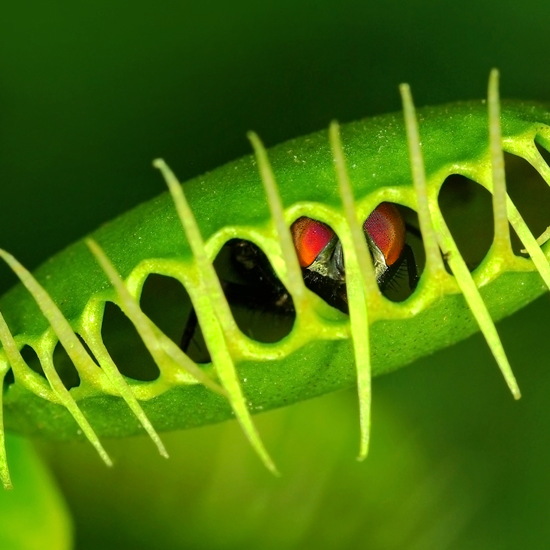 Venus Flytrap Uses Math to Figure Out the Size of its Catch