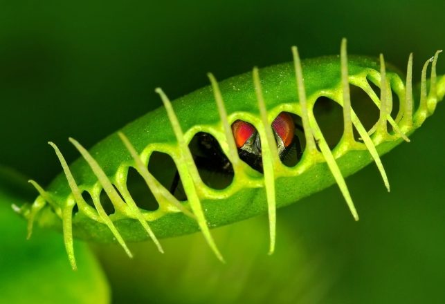 Venus Flytrap Uses Math to Figure Out the Size of its Catch.