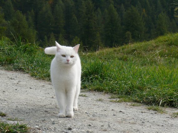 white cat 570x428