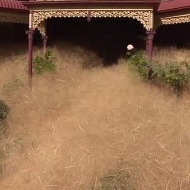 “Hairy Panic” Overwhelms Australian Town