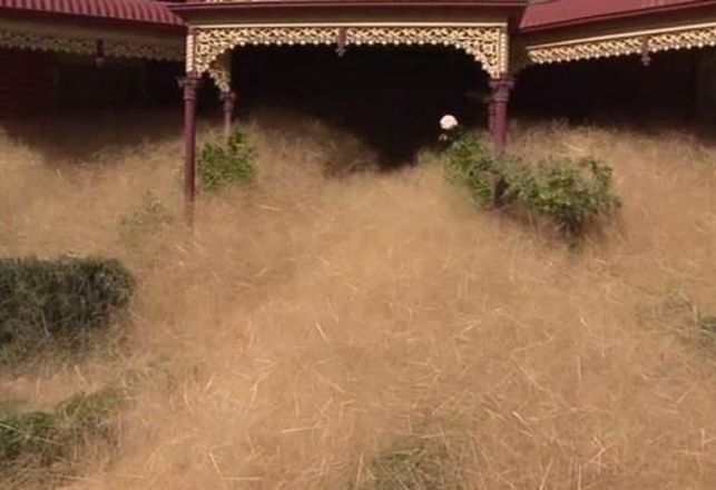 “Hairy Panic” Overwhelms Australian Town