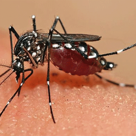 Your Smell Determines How Many Mosquitoes Bite You