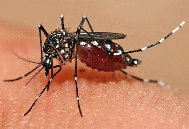 Your Smell Determines How Many Mosquitoes Bite You