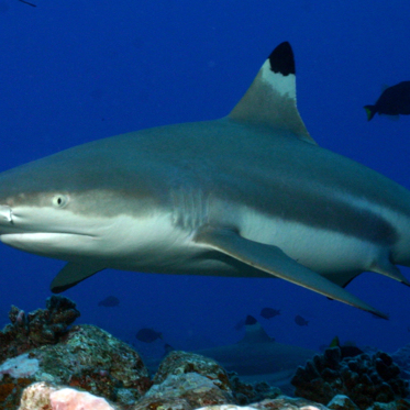 Massive Shark Invasion At One Beach in Florida