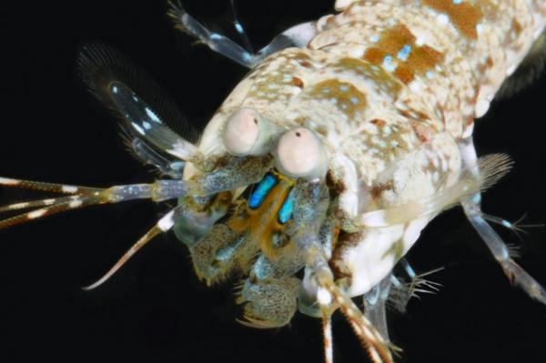 Mantis shrimp communication yields reflective polarizer