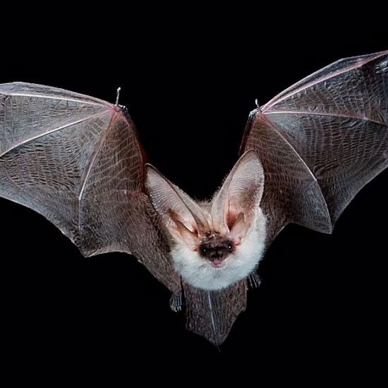 New Micro Air Vehicle is the First to Mimic Bat Wings