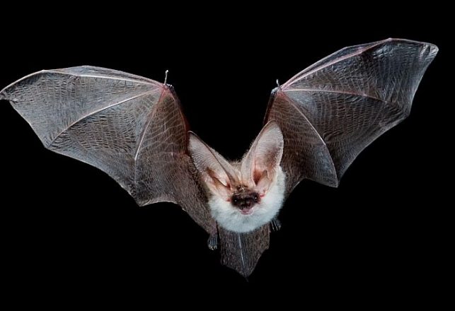 New Micro Air Vehicle is the First to Mimic Bat Wings