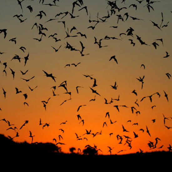 How Bats Can Carry Diseases Without Dying From Them