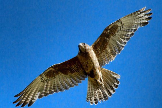 brown falcon 570x380