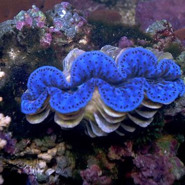 Cell Phones May Get Better Screens From Giant Clams