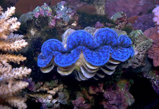 Cell Phones May Get Better Screens From Giant Clams