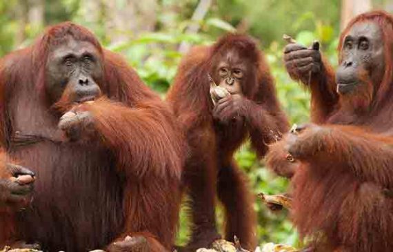 congress of orangutan 570x365