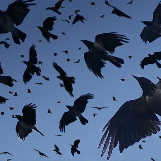 Dead Crows In Ohio Have Many Fearing Bad News