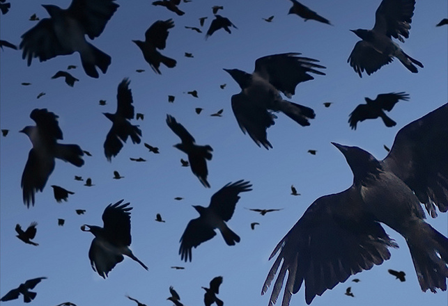Dead Crows In Ohio Have Many Fearing Bad News