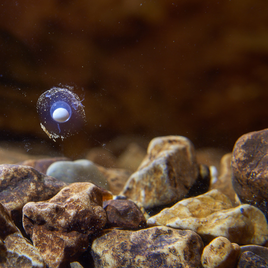 Human Fish Lays Eggs in Slovenian Cave Aquarium