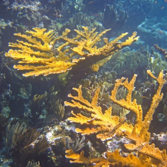 Lab-Grown Coral May Spell Relief For Disappearing Reefs