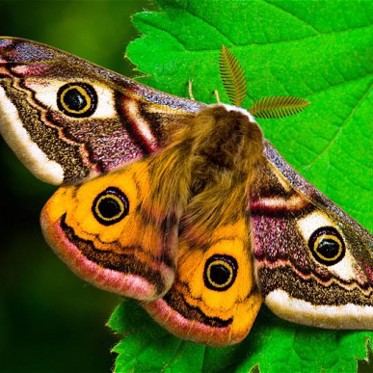 Moth Eyes Inspire Enhancements to Graphene