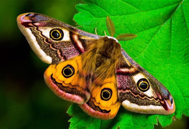 Moth Eyes Inspire Enhancements to Graphene