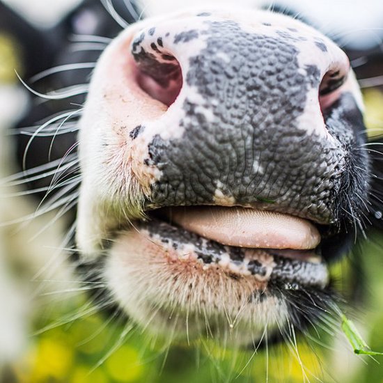Oregano May Reduce the Methane in Cow Burps