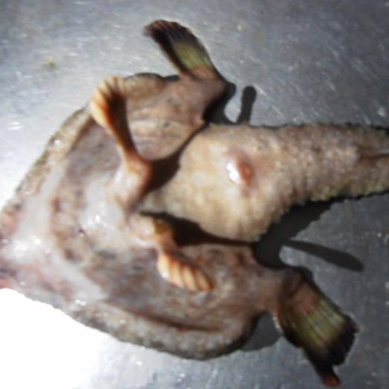 Fish With Feet and a Human Nose Caught in the Caribbean