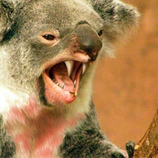 Blood Thirsty Koalas Once Roamed Australia